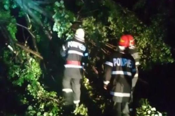 Copac căzut peste calea ferată, în sudul județului Dâmbovița