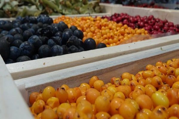 Romsilva scoate la licitație aproape 2.800 de tone de fructe de pădure