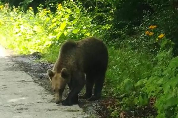 A fost adoptată ordonanța care prevede împușcarea urșilor agresivi 