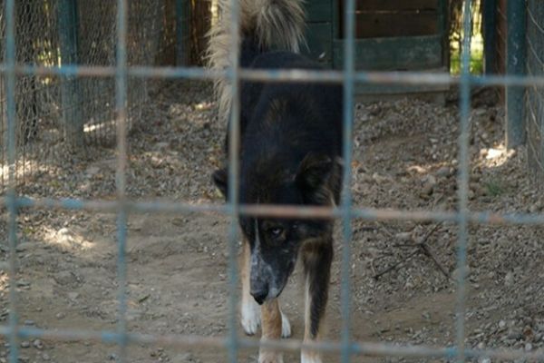 DÂMBOVIȚA: Proiect de regulament privind gestionarea cazurilor de animale aflate în pericol
