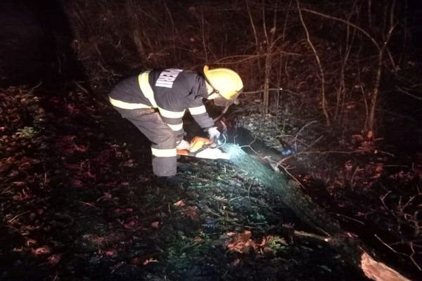 Trafic blocat în Moreni din cauza unui copac doborât de vânt. Pompierii au intervenit