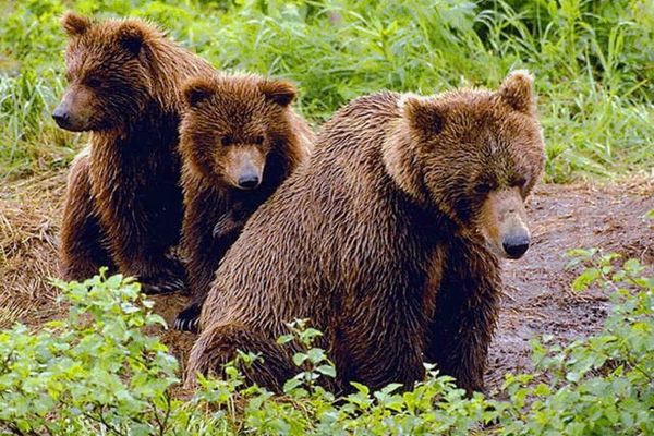 Urșii periculoși vor putea fi împușcați și în afara localităților. Legea a fost adoptată de Camera Deputaților