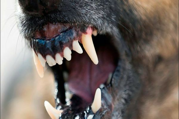 Tragedie în Dâmbovița! Un copil de 6 ani a murit după ce a fost mușcat de un câine, în zona gâtului