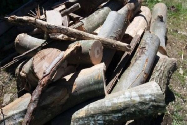Bărbați de pe Valea Dâmboviței, cercetați pentru furt de lemne