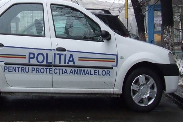 Polițiștii dâmbovițeni atrag atenția deținătorilor de câini: Nu abandonați animalele și aveți grijă de ele! 