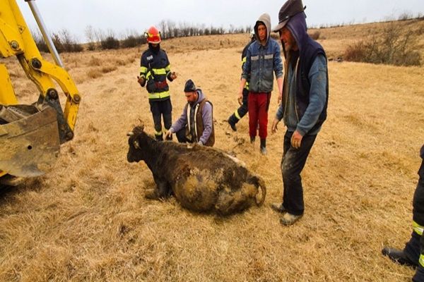 Dâmbovița: Văcuță salvată de pompieri, după ce a rămas blocată în albia pârâului Neagra
