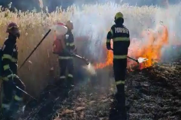 Dâmboviţa. Un puternic incendiu de vegetație uscată, izbucnit în apropierea pădurii Pleașa, a distrus şi o livadă