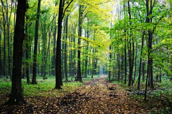 Orice pădure nou înființată va beneficia de o primă anuală de 456 de euro/ ha timp de 20 de ani