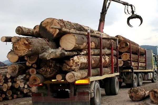 Dâmbovița: Amendați drastic pentru transport de material lemnos fără documente legale