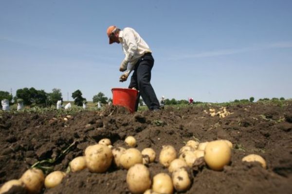 Cultivatorii de cartofi vor putea primi sprijin financiar de 200 de euro pe hectar 