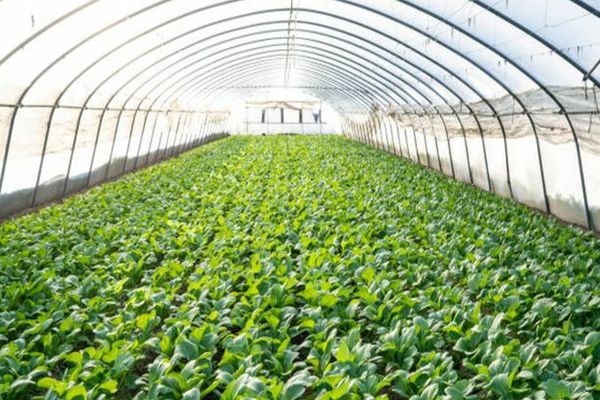 300 de milioane de euro, sprijin pentru IMM-urile din agricultură