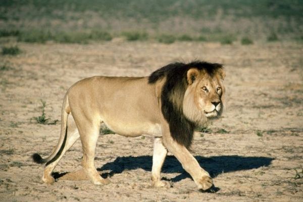 Singurul indiciu care ar putea arată că un leu a umblat liber în Târgovişte