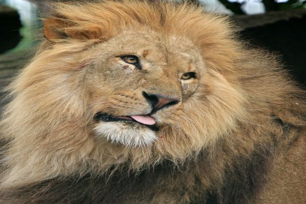 Leul scăpat nu este de la Grădina Zoologică din Târgovişte. Ce spune primarul 