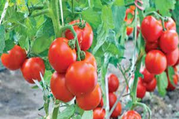 Prelungirea perioadei de valorificare a producției din Programul Tomata, supusă dezbaterii publice