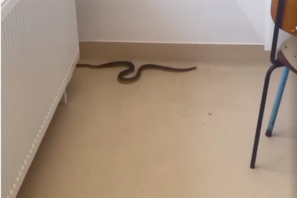 Un șarpe de peste un metru a pătruns într-un spital. Momente de panică 