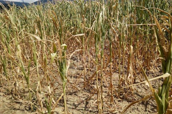 Peste 160.000 de hectare cultivate din 24 de judeţe, afectate de secetă