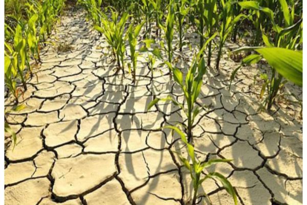 Numărul hectarelor raportate ca afectate de secetă, în creştere de la o zi la alta. Ce judeţe au raportat culturi calamitate 