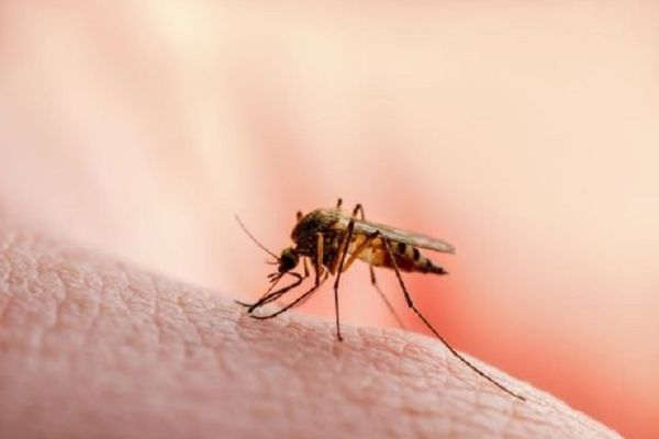 Dâmboviţa. Amplă acțiune suplimentară de dezinsecție în comuna Butimanu, după confirmarea cazului de encefalită acută cu virusul West Nile într-o comună învecinată
