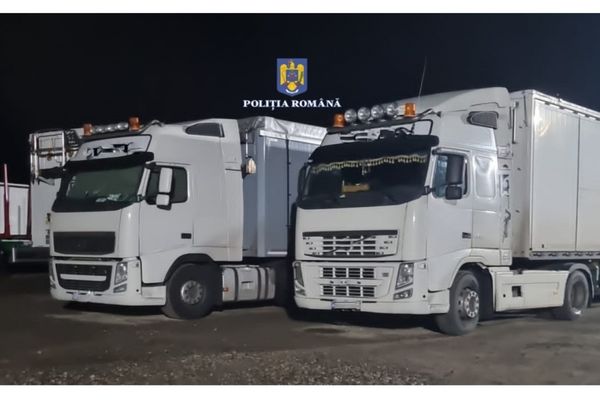 Percheziții de amploare în mai multe județe din țară la tăietorii ilegali de lemne! La acțiune participă și polițiști din Dâmbovița