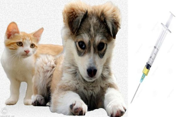 Dâmboviţa. Ultimele pregătiri pentru campania de vaccinare de toamnă antirabică