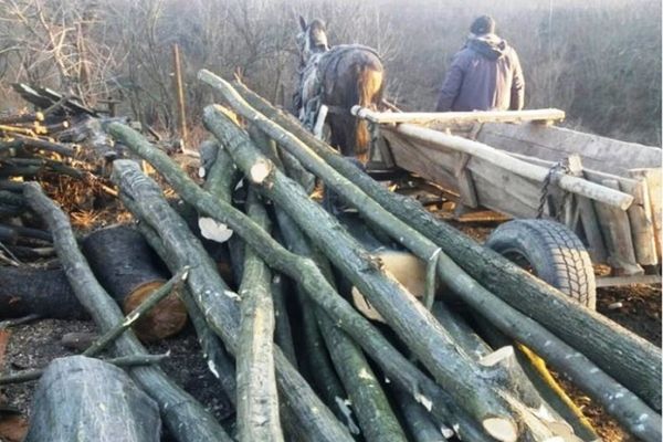 Percheziţii la hoții de lemne din Dâmbovița