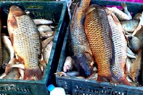 Dâmboviţa. Peste 160 de kilograme de pește, confiscate de jandarmi la târgul de la Băleni