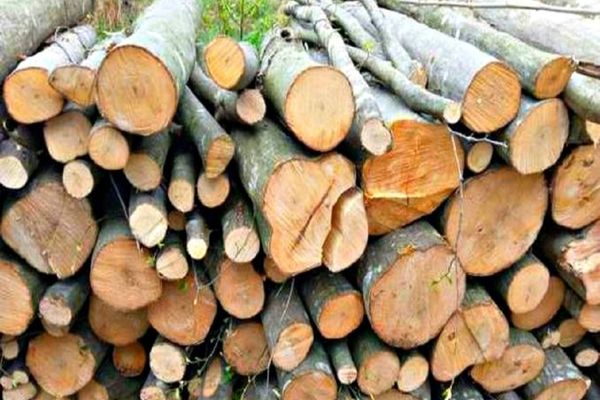 Guvernul decide azi plafonarea preţului la 500 lei pentru un metru cub de lemn de foc