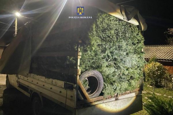 Bărbat din Dâmbovița, depistat cu 4 tone de cetină de brad fără documente