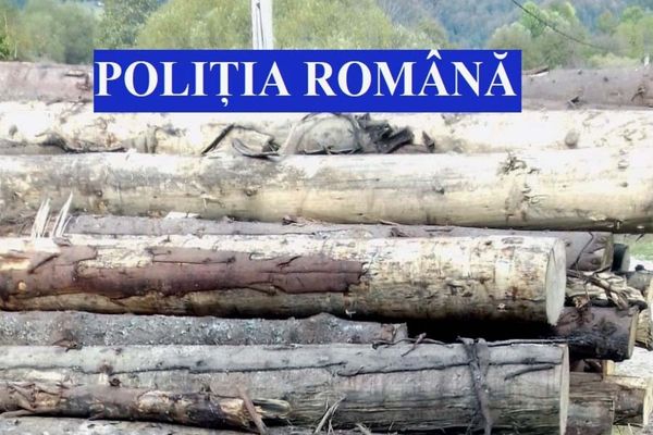 Dâmboviţa. Doi bărbați, cercetați de polițiști pentru tăiere și sustragere ilegală de material lemnos