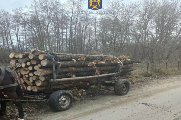 Dâmbovița: Tânăr depistat cu o căruță de lemne fără acte