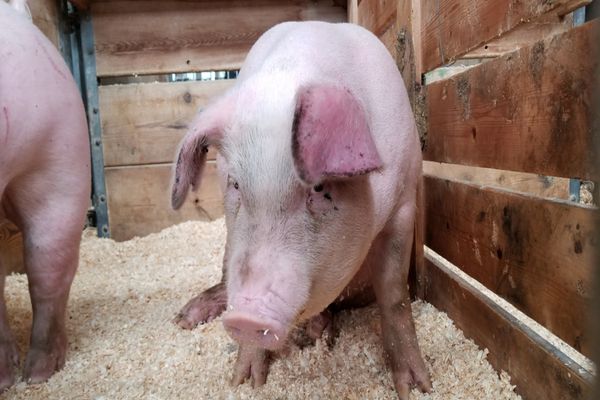 Focar de pestă porcină africană, confirmat în Dâmbovița