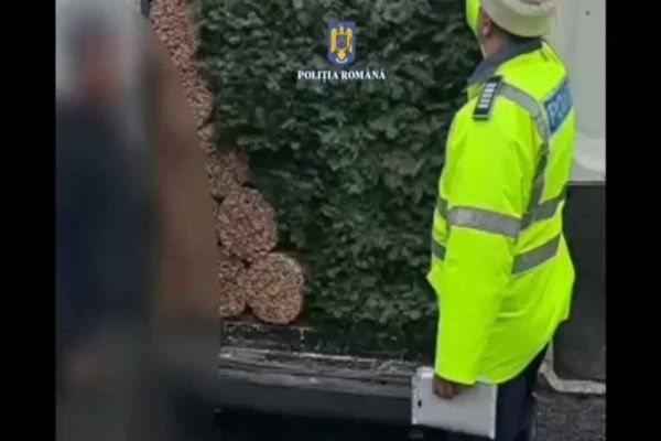 Dâmbovița. Cetină confiscată de polițiști în urma unui control de rutină