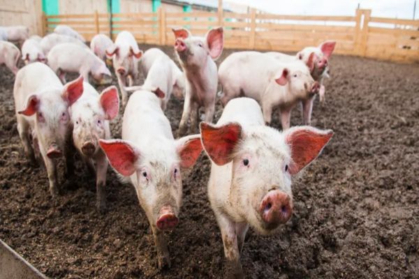 Micii crescători de porci trebuie să respecte noi reguli. Țăranii au voie să dețină maxim 15 porcine