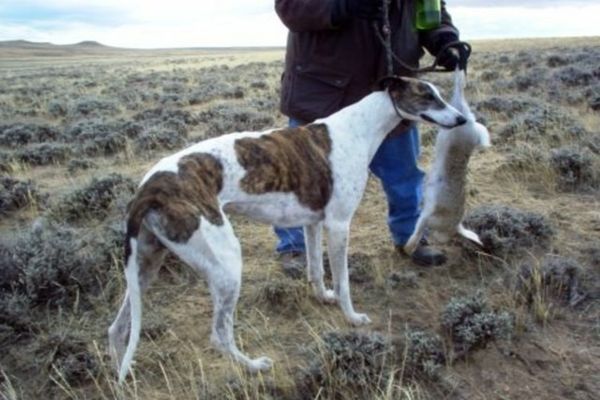 Dâmbovița. Prins în flagrant la vânătoare cu un câine din rasa ogar