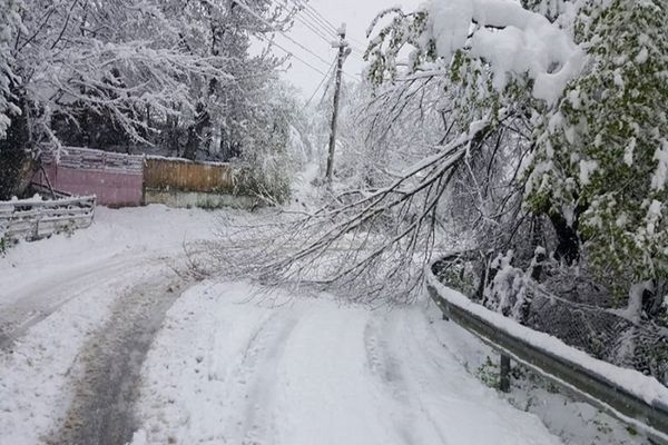Copaci căzuți pe carosabil din cauza zăpezii, pe Valea Dâmboviței! Pompierii în alertă