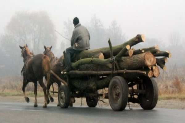 Dâmboviţa. Hoţi de lemne, prinşi în flagrant de poliţişti