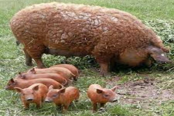 Proiect. Sprijin financiar de un milion de lei pentru crescătorii de porci din rasele Bazna şi Mangaliţa