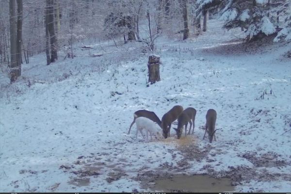 Animal extrem de rar, surprins de camerele foto în Parcul Natural Bucegi