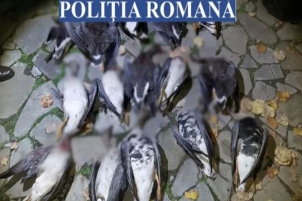 Dâmboviţa. Depistați pe un alt fond cinegetic decât cel pentru care erau autorizați să vâneze