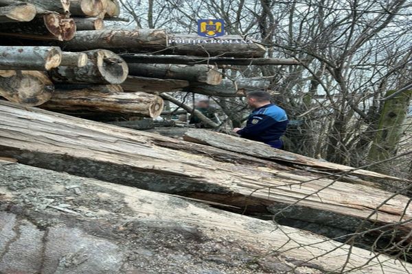 Dâmboviţa. Material lemnos confiscat și amenzi contravenționale pentru o societate comercială 