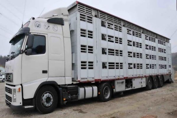 ANSVSA va elibera certificate de competenţă profesională pentru conducătorii şi însoţitorii de pe vehiculele rutiere care transportă animale