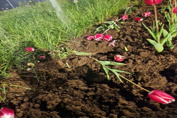 Furau flori de pe spațiile verzi din Târgoviște pentru a le vinde la florărie! Hoţii, prinşi în flagrant