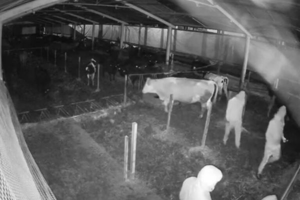 Dâmboviţa. Vaci furate de la o fermă din Racoviţa!