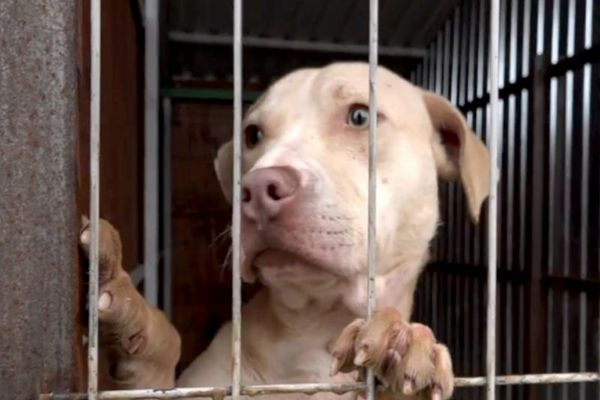 Gata cu uciderea câinilor sănătoși! Lege istorică în România: animalele primesc drepturi și nu mai pot fi eutanasiate