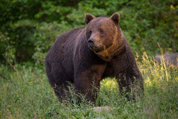 Localitate din Dâmbovița, terorizată de un urs! Avertismentul autorităţilor