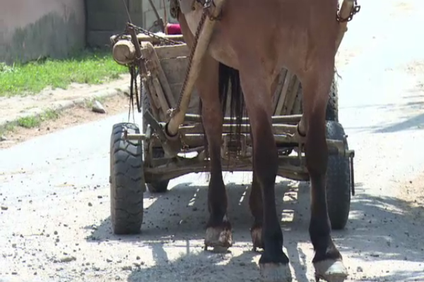 Femeie din Dâmbovița, transportată la spital după ce a căzut din căruță!