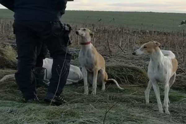 Braconaj cu ogari în Dâmbovița! 17 sancţiuni aplicate de poliţişti