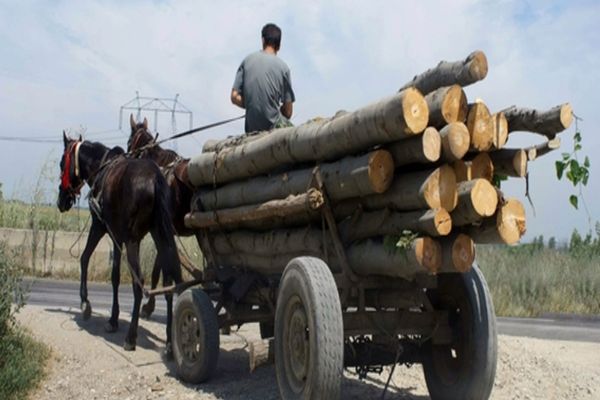 Bărbat din Dâmbovita, prins cu căruţa pline de lemne furate