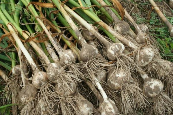 Guvernul a aprobat măsuri pentru susţinerea producţiei de usturoi şi de cartofi