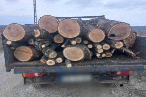  Dâmbovița. Șofer amendat drastic pentru că transporta ilegal lemne